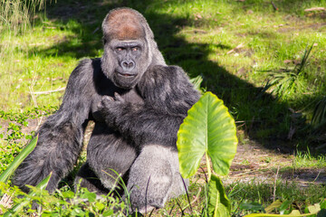 Silverback Gorilla