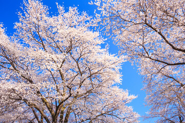 pink cherry blossom and blue sky	