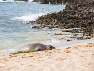 Hawaiian Monk Seal Approaching the Beach of Turtle Bay 