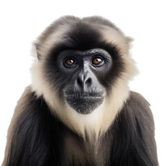 Fototapeta premium Enchanting Gibbon Ape Headshot, Closeup Portrait. Generative AI