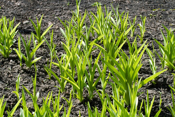 Spring shoots of plants on the ground. Green plants under the spring sun.