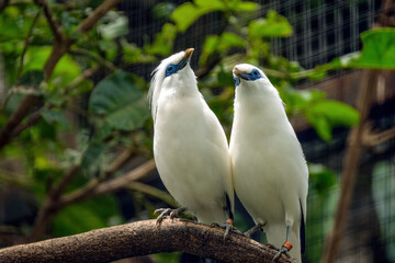 Bali myna
