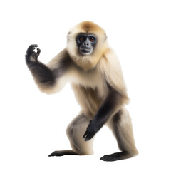 Obraz premium Elegant Standing White Gibbon Monkey, Front View. Generative AI