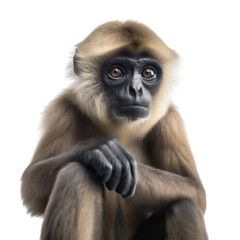 Relaxed Sitting Gibbon Ape, Upper Body Portrait. Generative AI