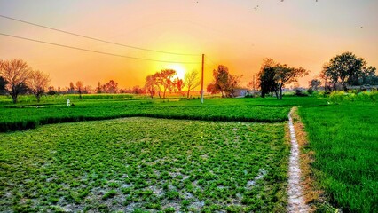 Obraz premium sunset over the field