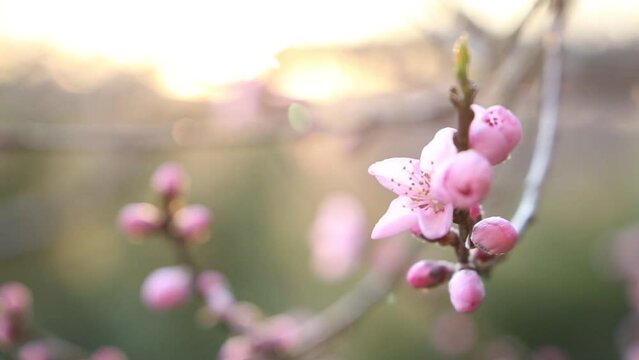 Pink peach flowers blooming on a tree. Sunset time.