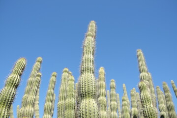 Cluster of organ pipe cactus 