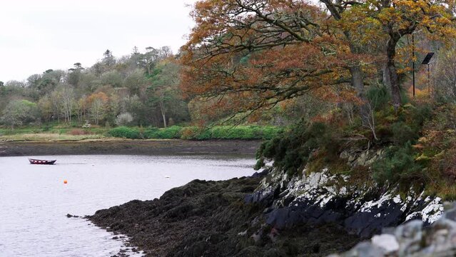 Static shot of a coastal forest on an autumn day. Shot near the village of Stornoway on the Isle of Lewis, part of the Outer Hebrides of Scotland.