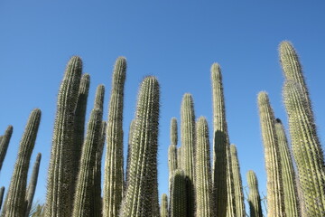 Cluster of organ pipe cactus 