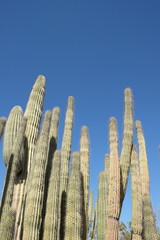 Cluster of organ pipe cactus 
