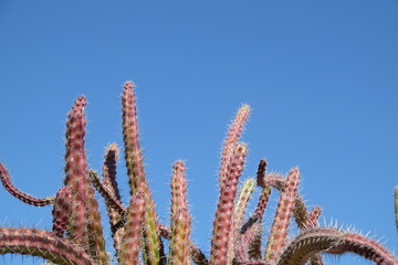 Cluster of organ pipe cactus 