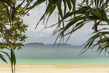 palm trees on the beach