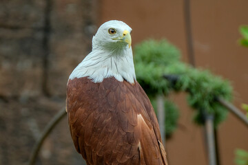 red tailed hawk