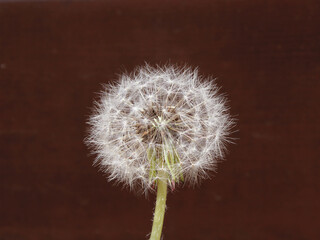Fototapeta premium Dandelion with seeds blowing away in the wind. Dandelion seeds in brown color background