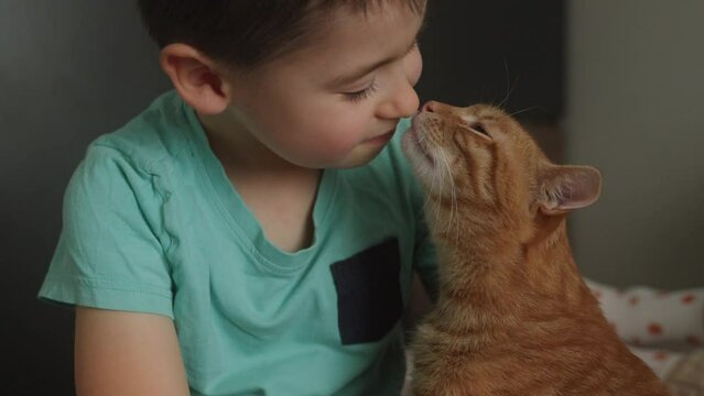 A small child gently caressing and embracing red fluffy cat. Lovely pet. The concept of caring for a pet and children's love for animals
