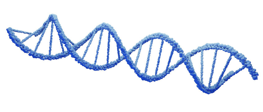 DNA Deoxyribonucleic acid, structure of double helix molecule, Polynucleotide chains, atoms, strands of human genetic structure, isolated blue 3D model