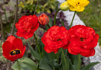  red tulips flowers blooming in a garden