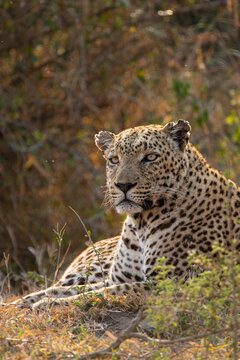 Front-view portrait of a male leopard, Panthera pardus, lying in the grass.
