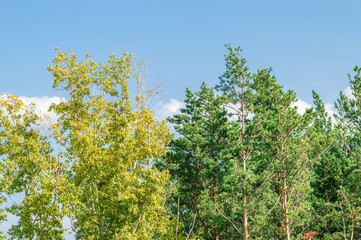 Coniferous Tree and Deciduous Tree