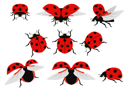 リアルなテントウムシのイラストのセット
