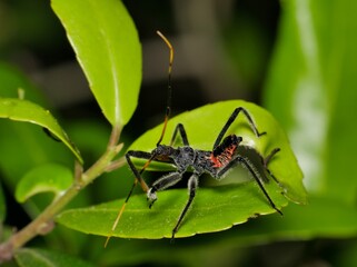 North American Wheel Bug nymph (Arilus cristatus) at night on a Yaupon Holly plant in Houston, TX. Beneficial predatory insect found across the USA.