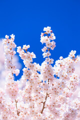 pink cherry blossom and blue sky	