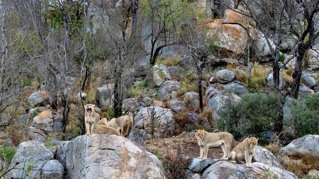 A pride of lions, Panthera leo, walking on rocks.

