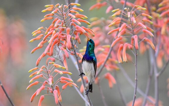 A White Bellied Sunbird, Cinnyris talatala, drinking nectar from an aloe flower. 
