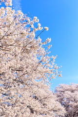 pink cherry blossom and blue sky	