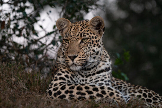 Fototapeta A young male leopard, Panthera pardus, close-up.  