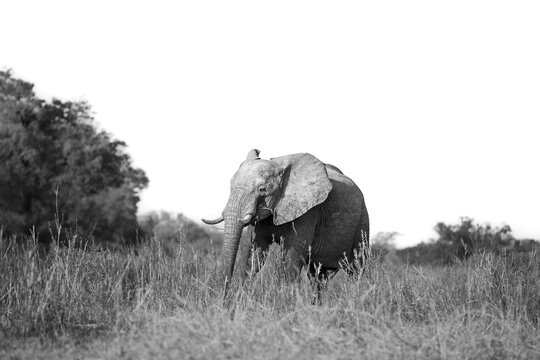 An elephant, Loxodonta Africana, walking through long grass, in black and white. 
