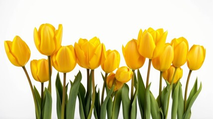 A collection of yellow tulips flowers isolated on a flat background. Flowering plants with yellow petals as a digital illustration (Generative AI)