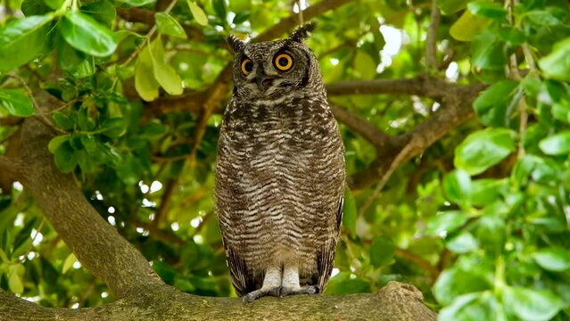 Handsome Spotted Eagle-Owl with distinctive ear tufts and yellow eyes; frontal
