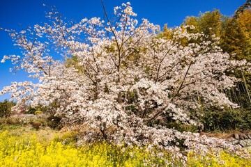 日出の山桜