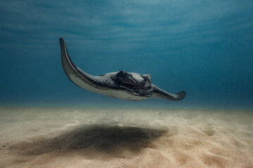 Obraz premium Bull ray stingray winning in the shallow water at Bendalong Beach. 