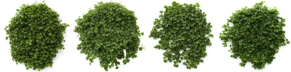 Obraz premium ivy, collection of beautiful climbing plants, generative ai, isolated on white background