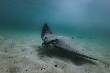 Bull ray stingray winning in the shallow water at Bendalong Beach. 
