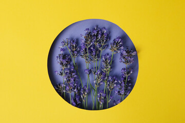 Concept of cozy with flowers, beautiful lavender flowers