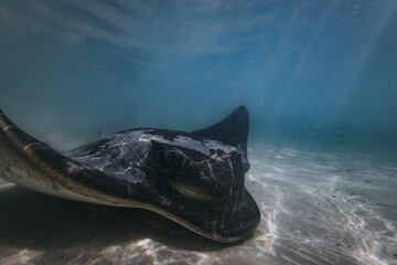 Bull ray stingray winning in the shallow water at Bendalong Beach. 