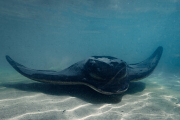 Bull ray stingray winning in the shallow water at Bendalong Beach. 