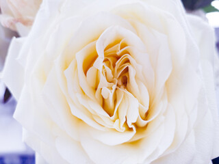 Yellow roses in vase. Macro shot with shallow depth of field.