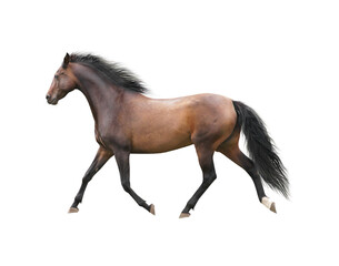 Brown horse running trot, isolated