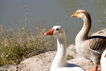 Naklejka na ściany i meble Beautiful goose on the bank of the Segura river as it passes through the center of Murcia