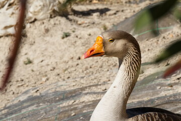 Beautiful goose on the bank of the Segura river as it passes through the center of Murcia