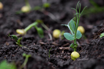 Green pea growing in farmer‘s field, sprout of plant in soil, growing green pea seedling, macro view