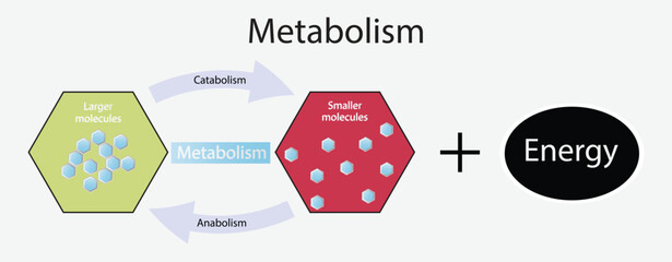 illustration of biology, Metabolism is the process by which the body changes food and drink into energy,  three main functions of metabolism, chemical reactions in organisms