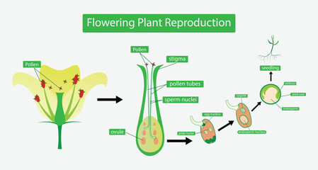 illustration of biology, Flowering plant Reproduction, Flowers contain male sex organs call stamens, Plant reproduction is the production of new offspring in plants, Reproduction in angiosperms - obrazy, fototapety, plakaty