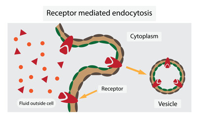 illustration of biology, Receptor mediated endocytosis is a process by which cells absorb metabolites, hormones, proteins and in some cases viruses by the inward budding of the plasma membrane