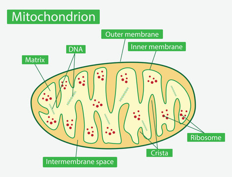 illustration of biology, Mitochondria, Cross-section view, Structure of mitochondrion, mitochondria is an organelle found in the cells of most eukaryotes, animals, plants and fungi