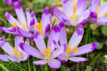 Blooming purple crocus flowers outdoors in a park, garden or forest. Springtime, floral, easter, nature. Macro, close up photo.